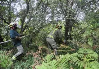 Galicia detecta 182.000 fincas sin limpiar cuyos dueños desconoce o no localiza