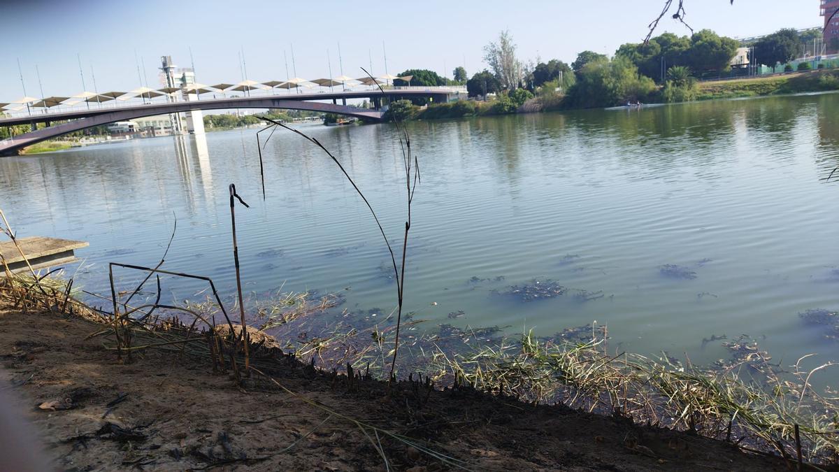 Imagen de los árboles tras el incendio ocurrido este sábado en el Paseo de la O