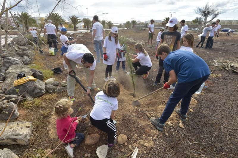 24-11-2019 TELDE. Plantación para nuevo jardín en un terreno junto a la rotonda de la playa de Melenara  | 24/11/2019 | Fotógrafo: Andrés Cruz