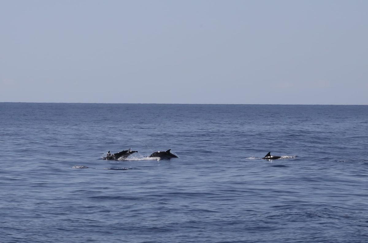 Avistamiento de cetáceos en la costa de Lanzarote