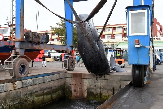 14/03/2019 TALIARTE. TELDE. Recogida del cachalote varado en la costa de Telde.   Fotografa: YAIZA SOCORRO.