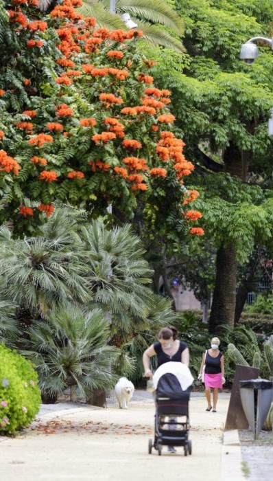 Paseos durante la celebración del Día de Canarias