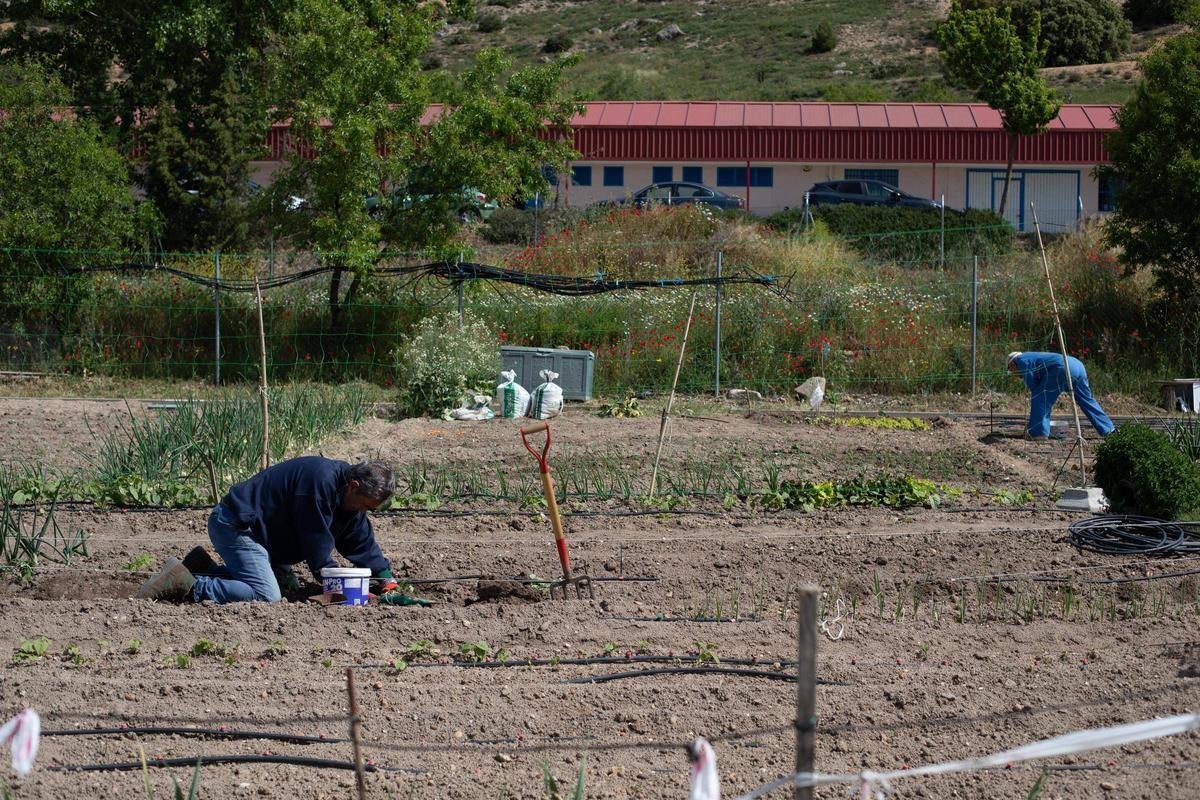 GALERÍA | Huertos municipales en Zamora: Creando comunidad entre tomates y cebollas
