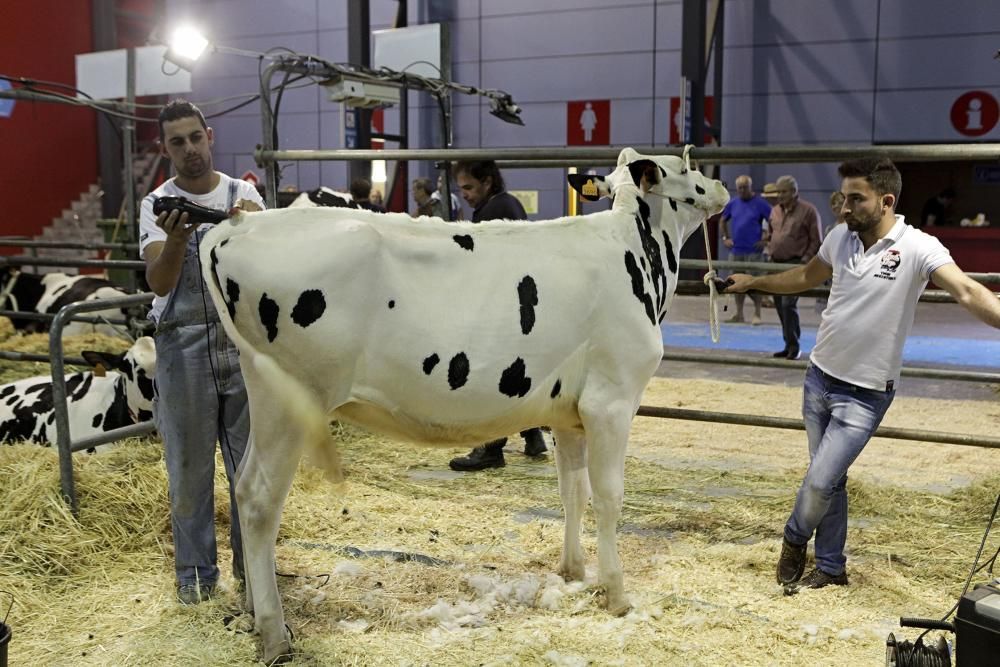 Feria de San Antonio