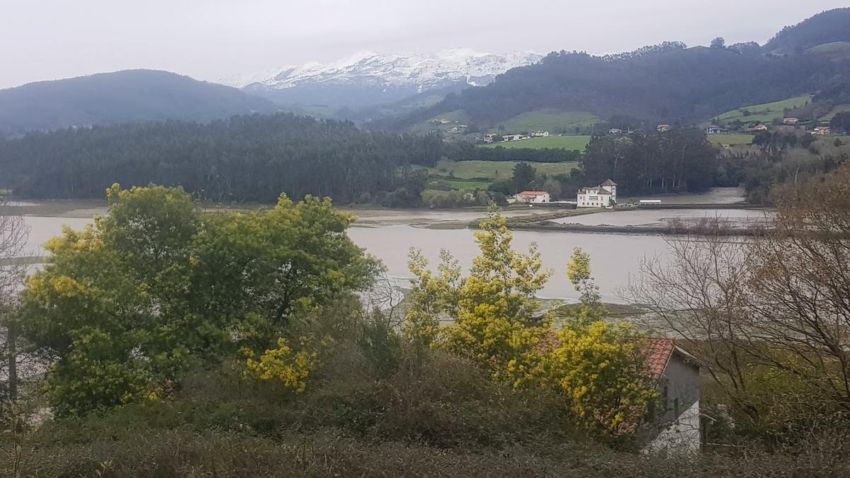 En imágenes: Florecen las mimosas en Villaviciosa