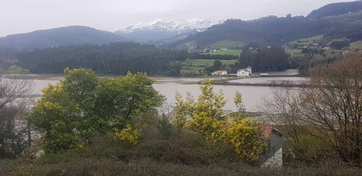 En imágenes: Florecen las mimosas en Villaviciosa