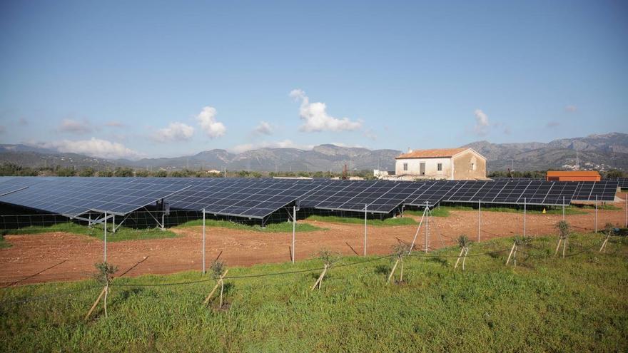 Agricultura en Mallorca: Los 14 parques fotovoltaicos en suelo agrícola se compensan con 173 hectáreas de cultivos