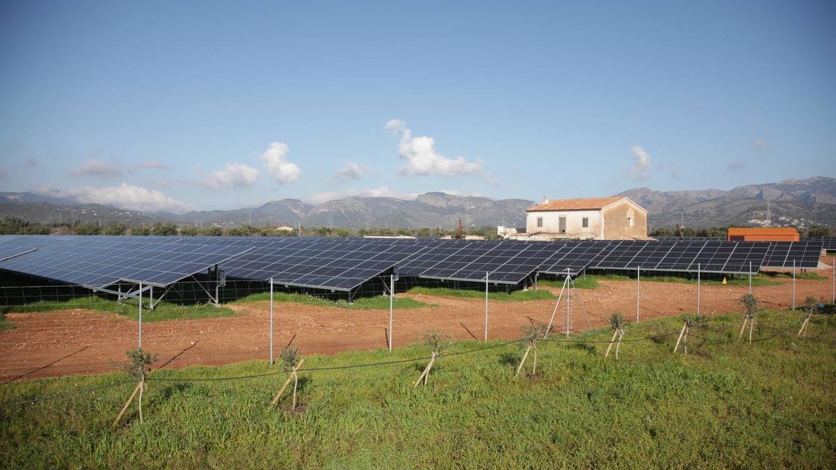 Los 14 parques fotovoltaicos en suelo agrícola se compensan con 173 hectáreas de cultivos