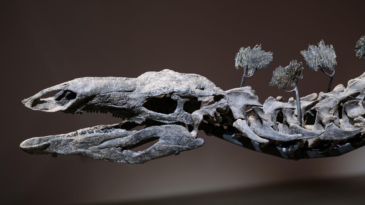 El museo más épico de Nueva York tiene un dinosaurio que cuesta 45 millones de dólares