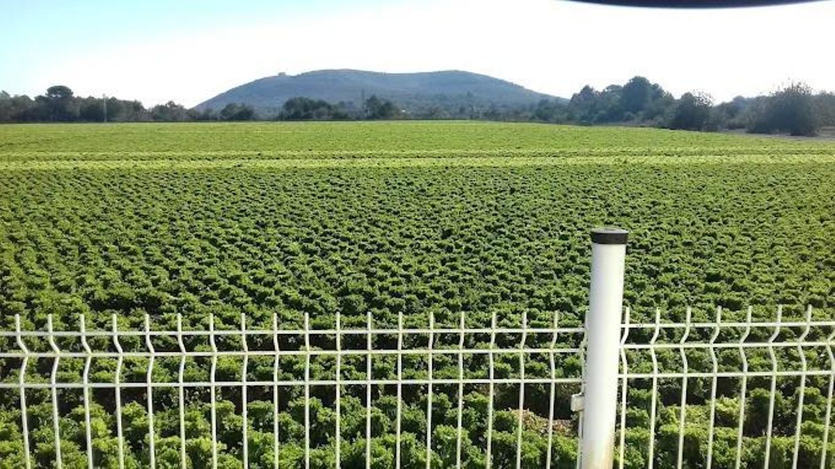 Una de las fincas que se incluye en la subasta.