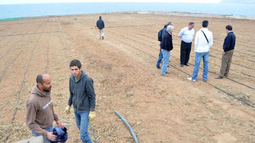 La finca de La Cebolla, en Arucas, donde se ha comenzado la experiencia del banco de tierras del Cabildo. | yaiza socorro