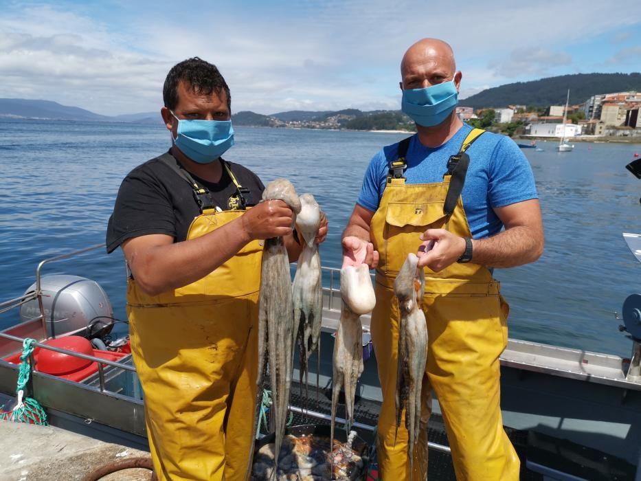 Primera jornada dela campaña del pulpo en Bueu.