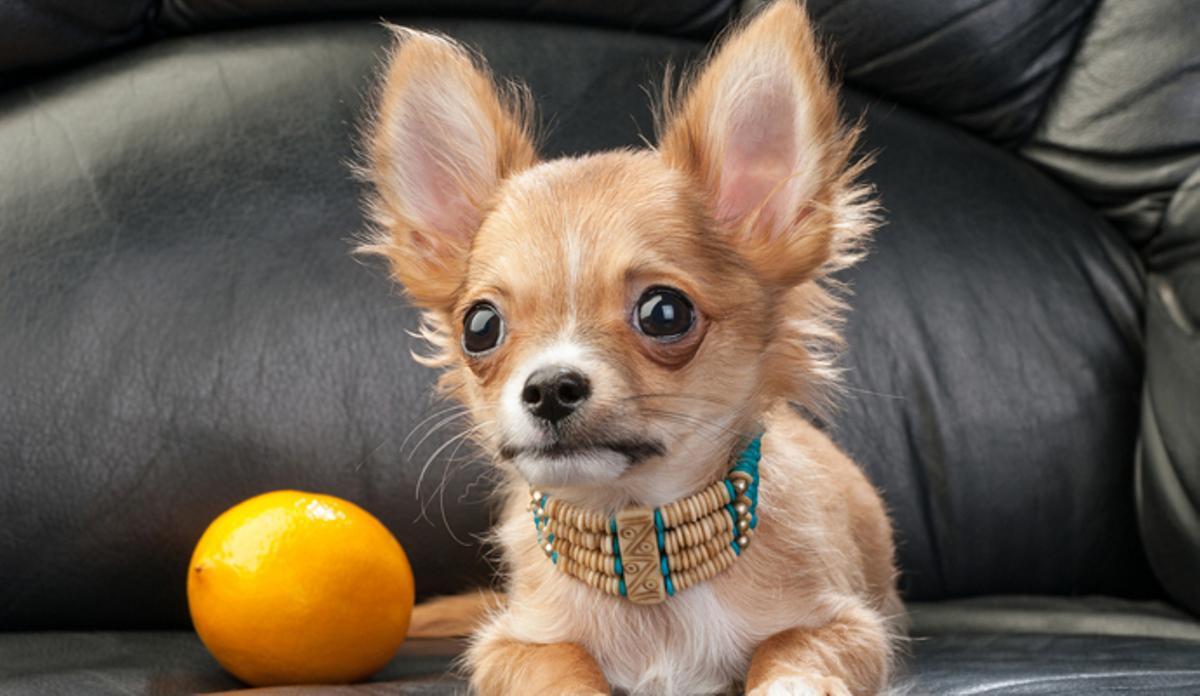 Consejos para que tu perro se comporte cuando se queda solo en casa