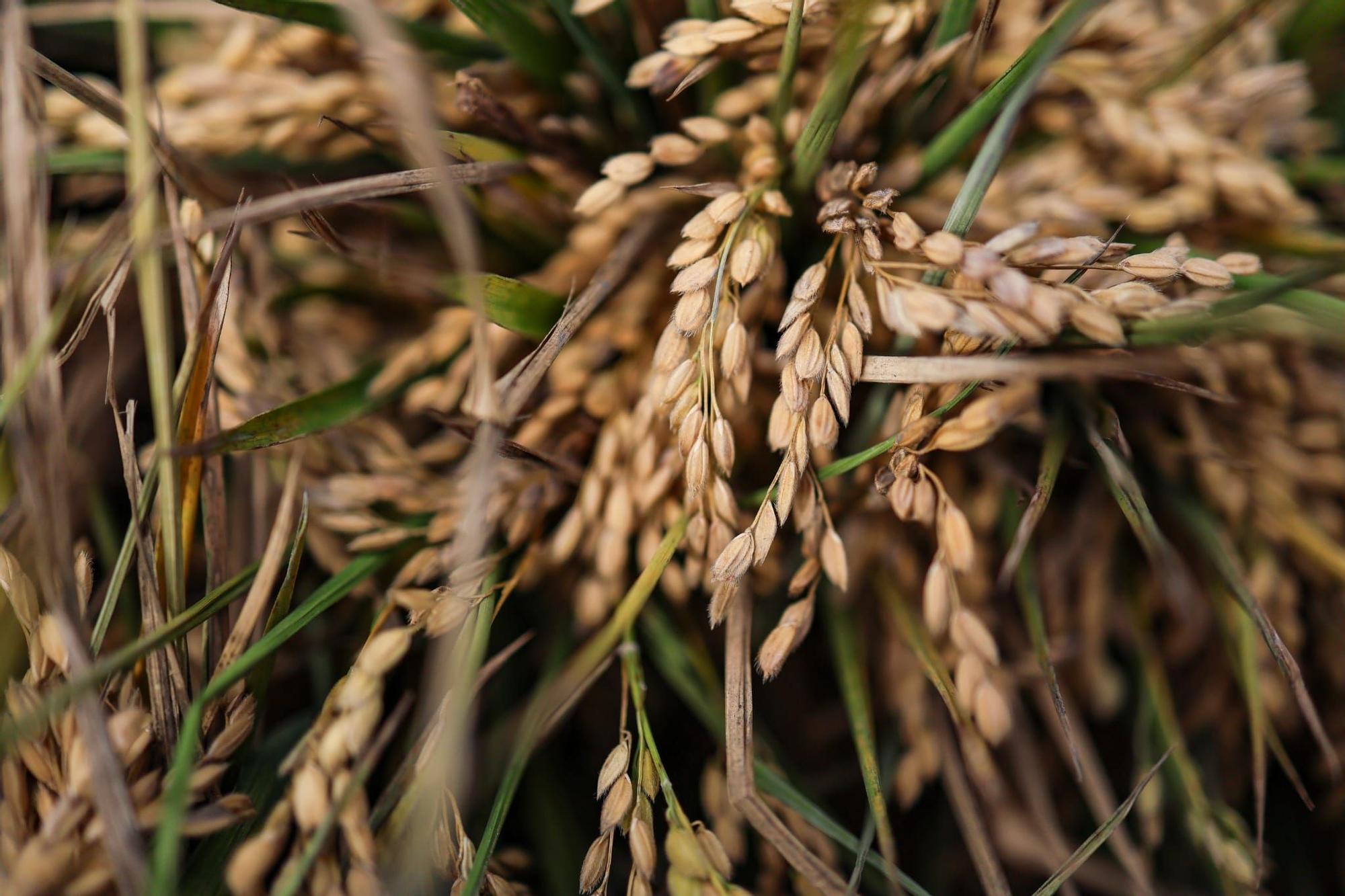 El puerto de Catarroja reúne a 5.000 personas en la Fiesta de la siega del arroz