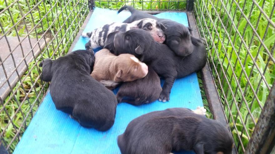 Piden investigar a cazadores tras los nuevos abandonos de cachorros en Vigo