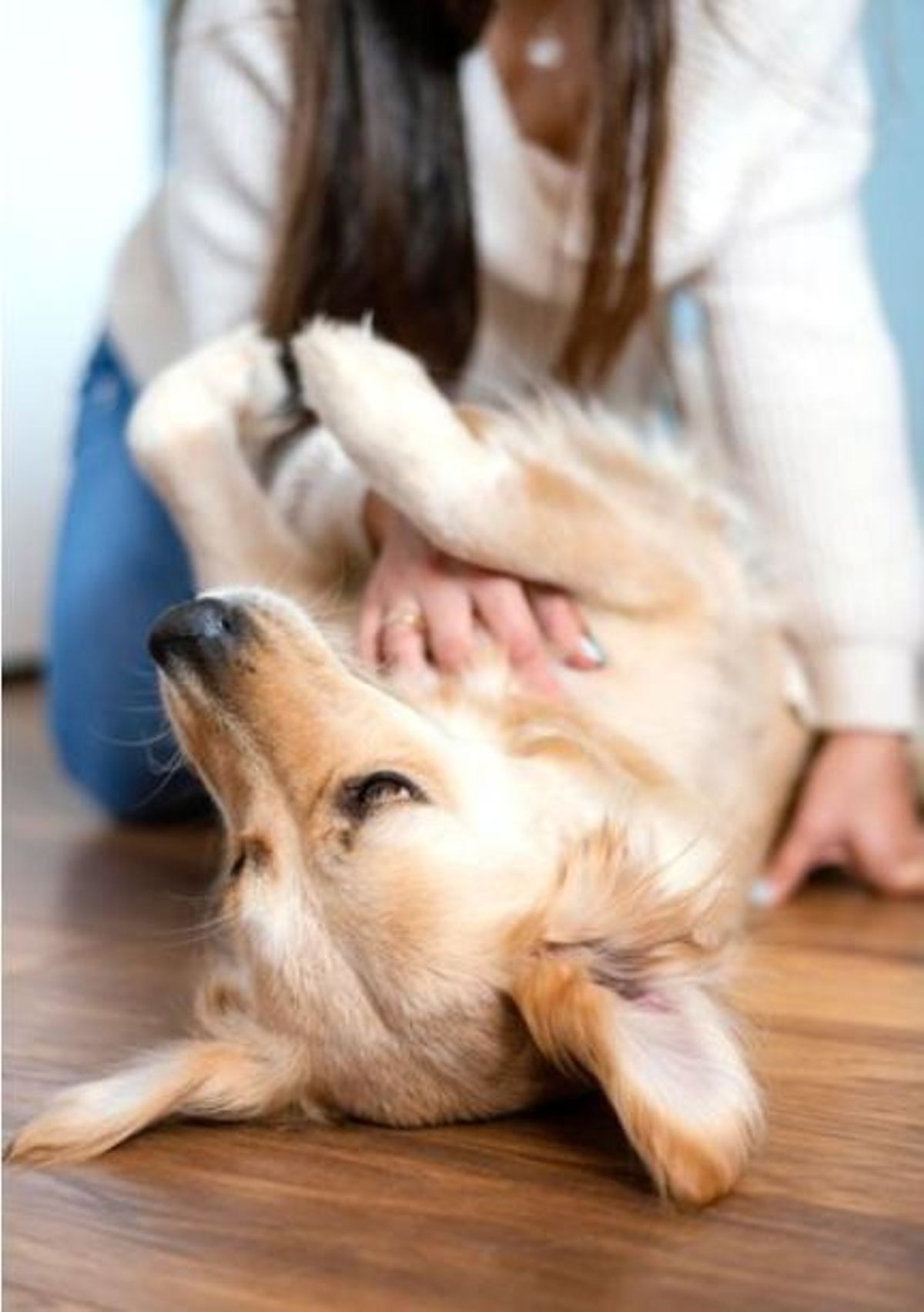 Com prevenir les nostres mascotes d'aquests paràsits