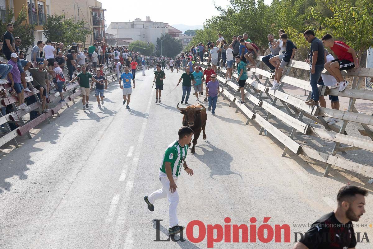 Quinto encierro de la Feria Taurina del Arroz en Calasparra