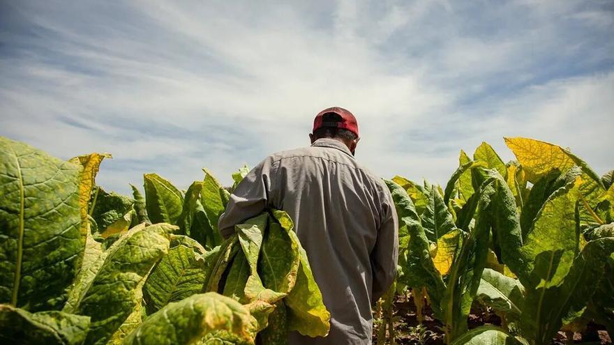 Què tenen en comú la patata, el tomàquet i la fulla de tabac?