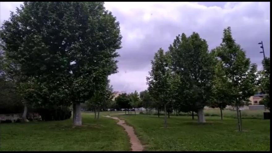 Els arbres del «forat» de la Rambla recuperen esplendor al Parc de les Aigües