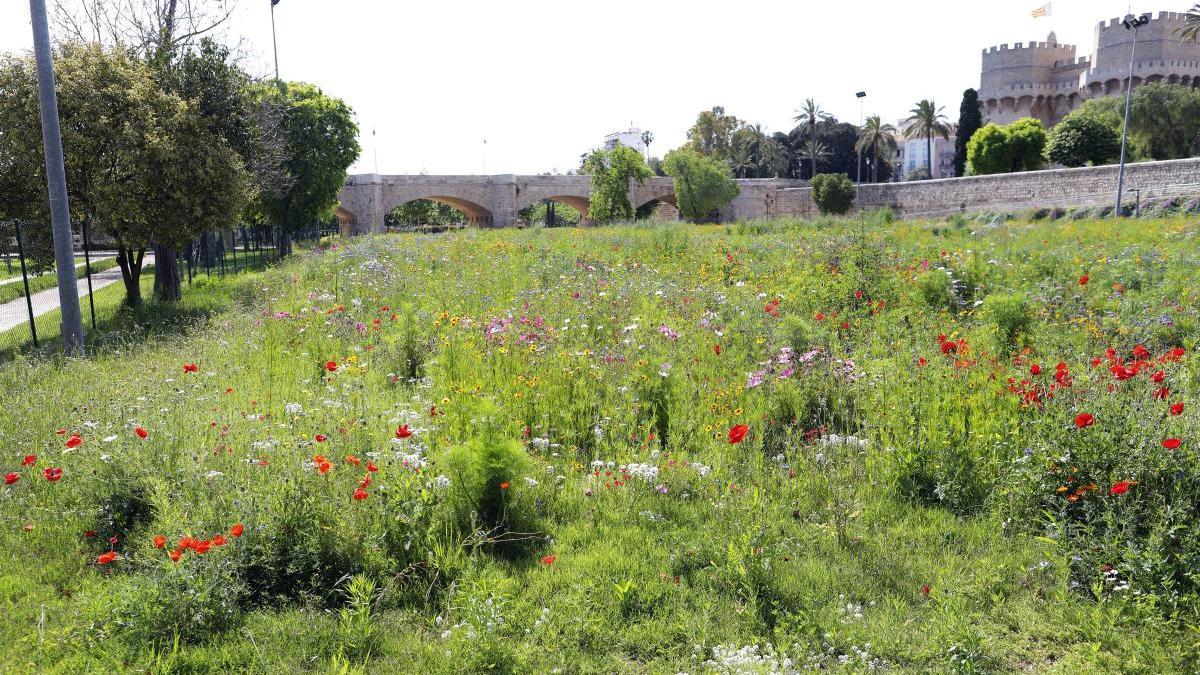 Explosión de naturaleza en  calles y parques