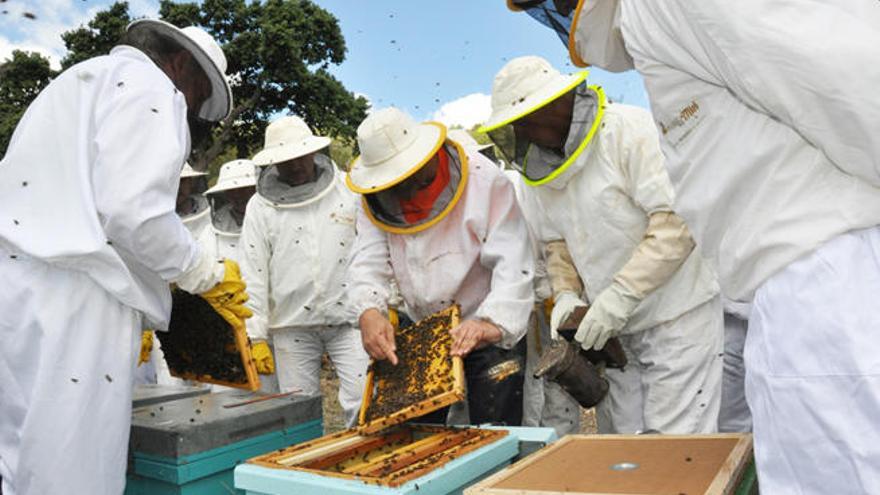 Un grupo de apicultores examina la producción de miel en varias colmenas.