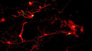 Sinapsis que conectan pares de células de la retina derivadas de células madre pluripotentes humanas.