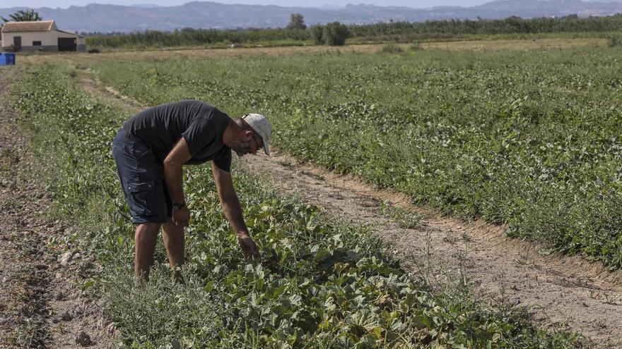 La Comissió Europea permetrà una exempció parcial sobre terres en guaret