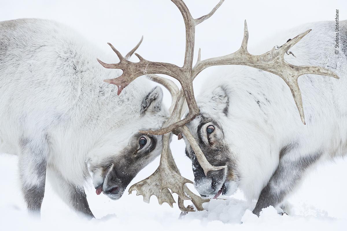 Wildlife Photographer of the Year / Stefano Unterthiner / Premio en la categoría de comportamiento de los mamíferos.