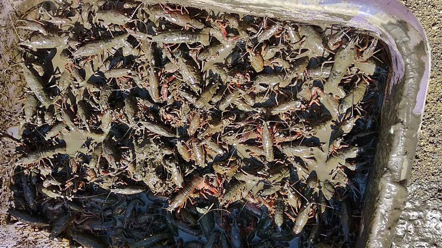 Exemplars de cranc roig retirats de les basses del coll de Can Llach de Romanyà.