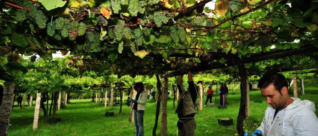 Imagen de la pasada vendimia en un emparrado de albariño de O Salnés. // Iñaki Abella