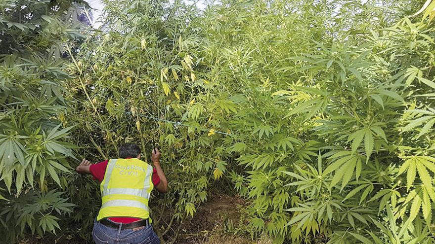 La Guardia Civil localiza la plantación de marihuana. // Guardia Civil