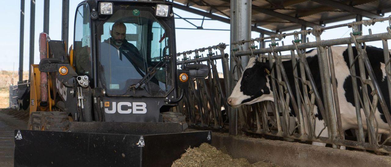 El ganadero Jorge Hernández en su granja de vacas.