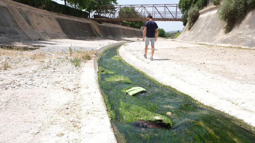 Un alga asociada a vertidos fecales reaparece en el río Vinalopó en Elda