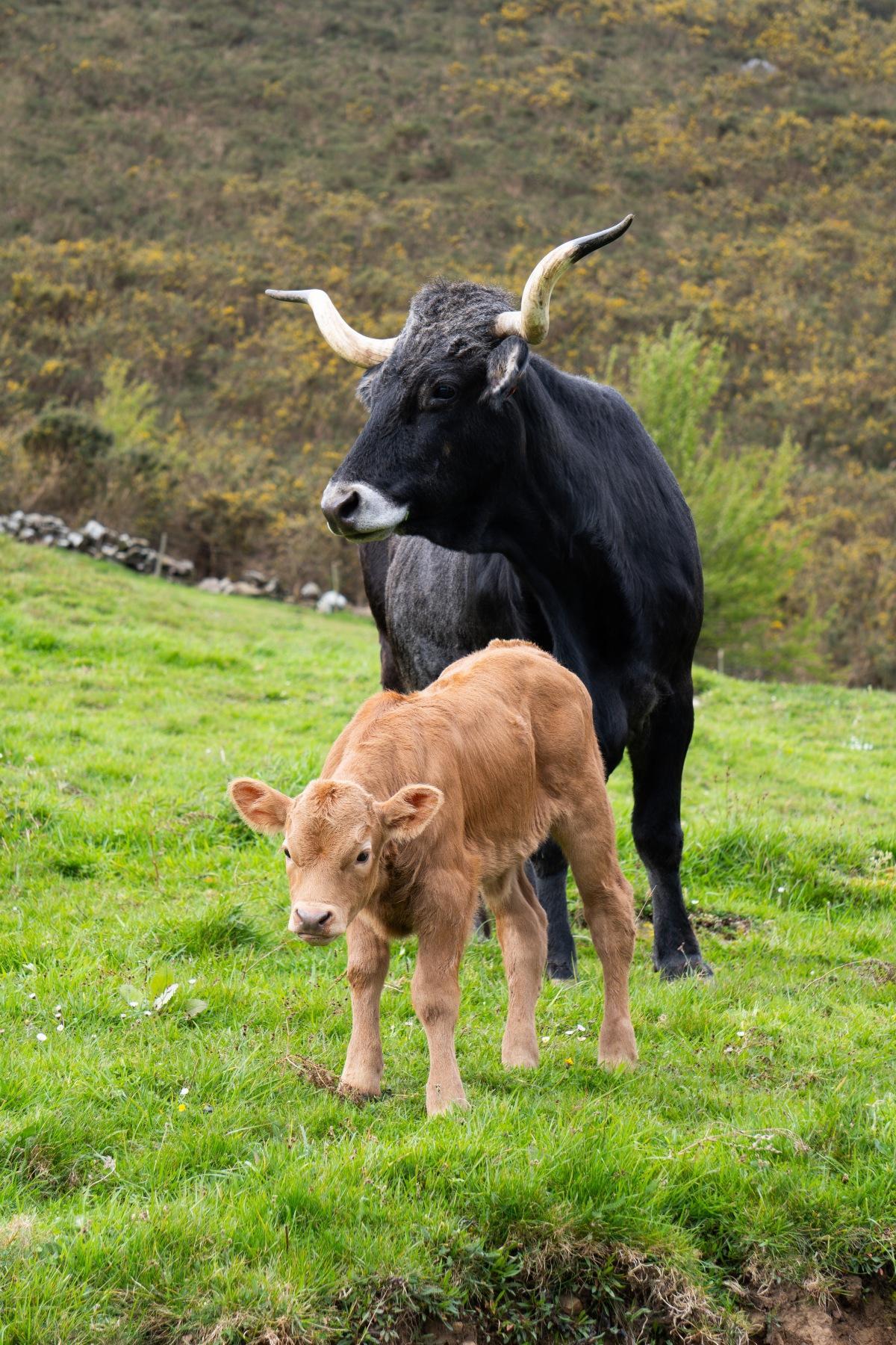 Hablar de Tudanca es hacerlo también de la raza bovina autóctona de Cantabria.
