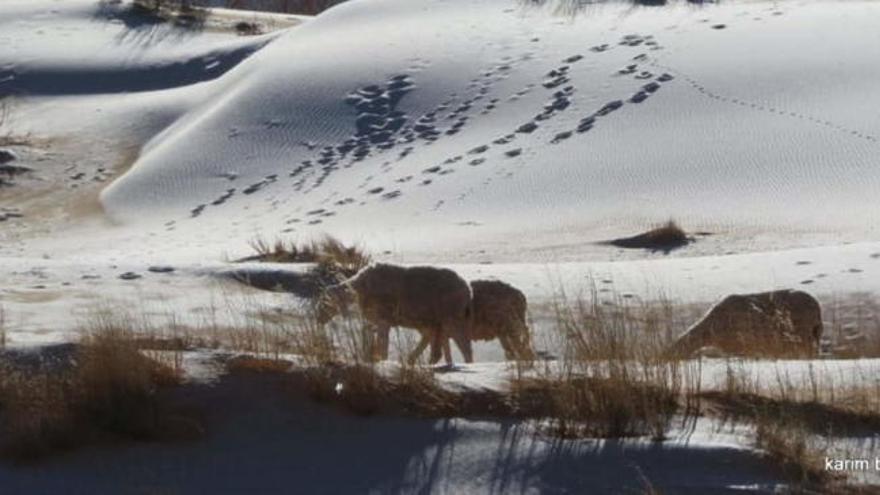 Nieve en el Sahara