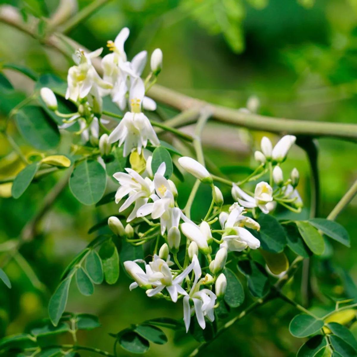 Flores y hojas del moringa
