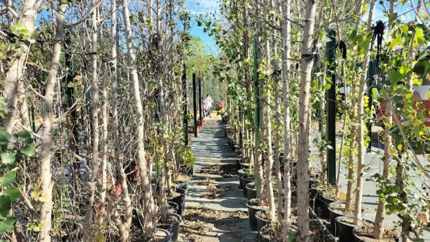 Voluntarios plantan 3.000 ejemplares de árboles autóctonos en la provincia de Málaga