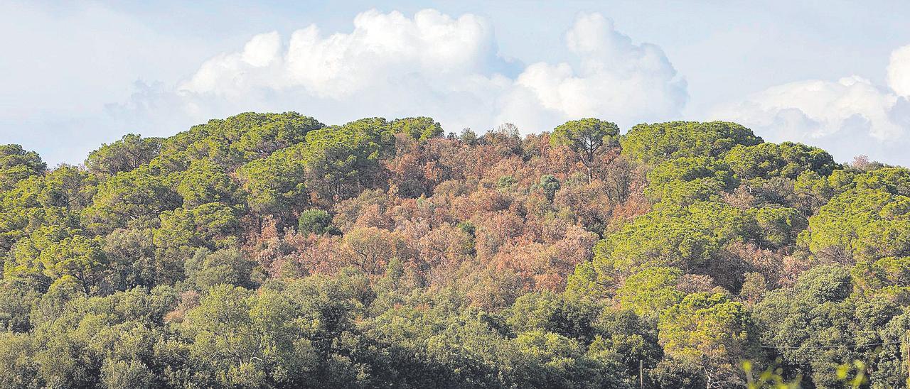 Una «clapa» de pins afectada pel decaïment a la zona del volcà de la Crosa de Sant Dalmai i que els ha deixat marrons.