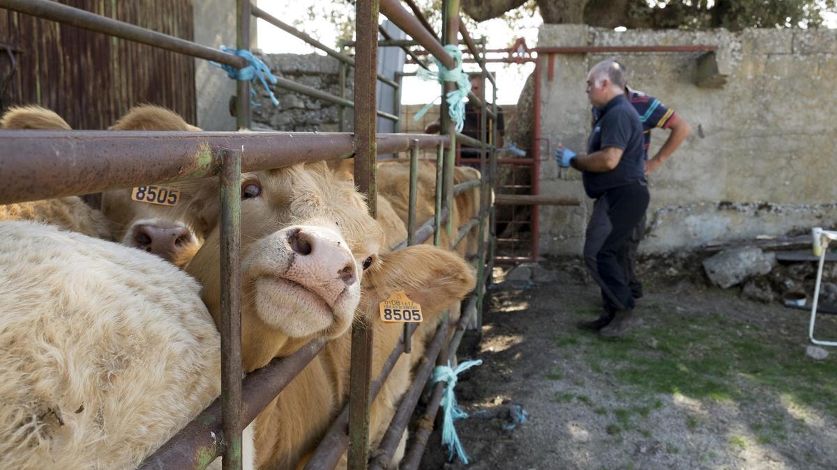 El veterinario inyecta medicamentos a una vaca infectada de Ehe en una finca de la comarca de ledesma