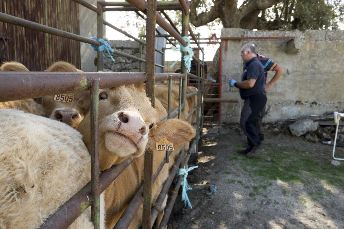 El veterinario inyecta medicamentos a una vaca infectada de Ehe en una finca de la comarca de ledesma
