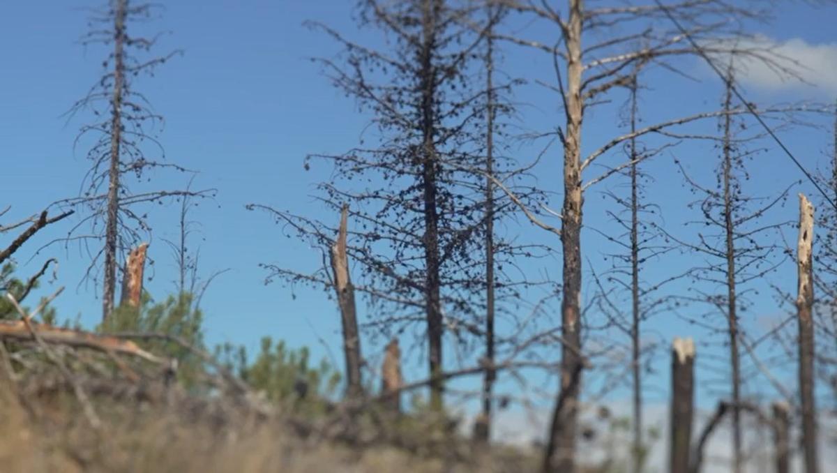 El incendio de 2022 calcinó parte de la masa forestal de Viver.
