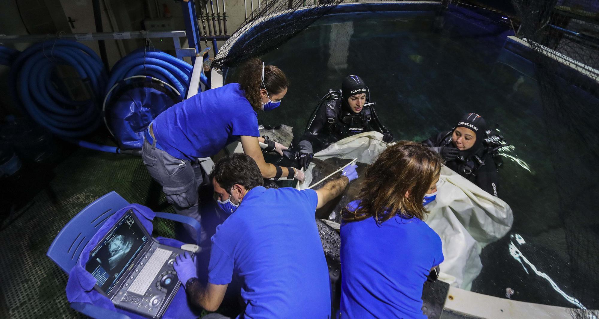 La cara oculta del acuario más grande de Europa. El Oceanogràfic