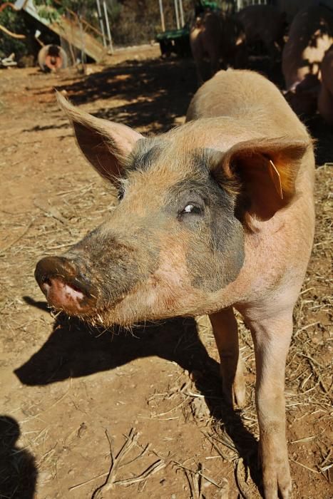 Auf Can Frau in Son Espanyol lässt Xisco Menguiano die Jungschweine unter Bäumen weiden und füttert gesunde Kost.