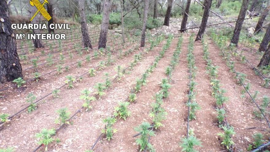 Descubren un huerto de marihuana en Borriol