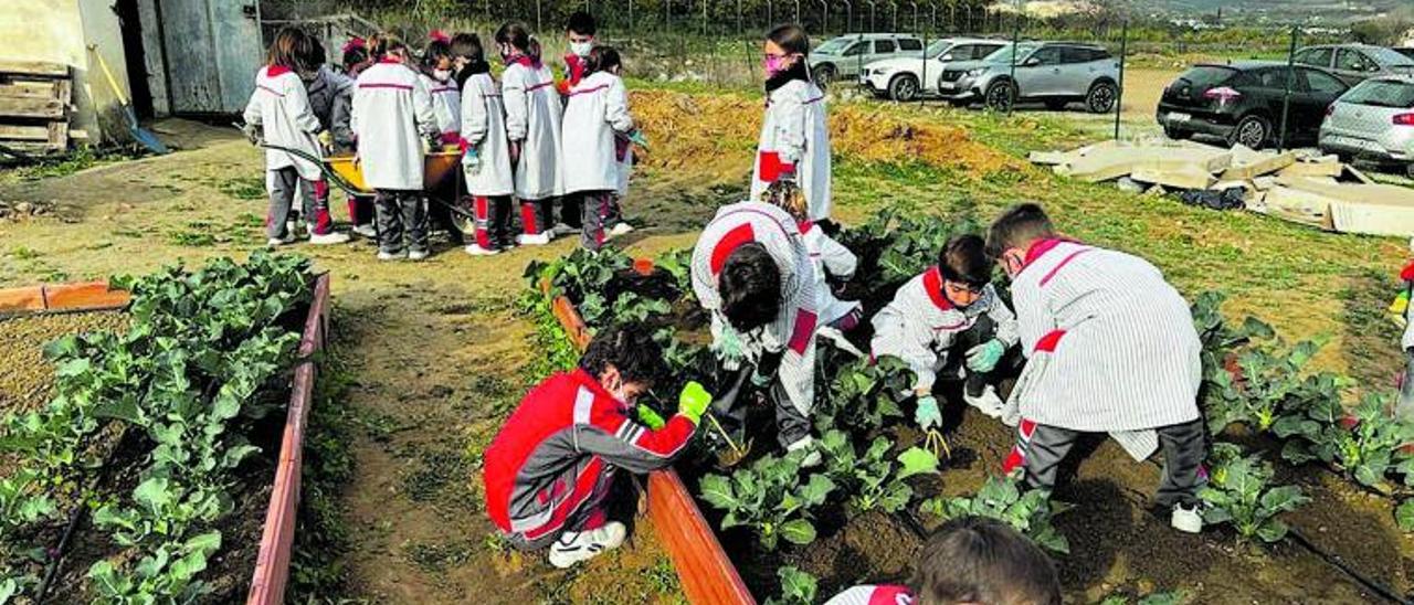 Alumnos de Primaria del colegio El Pinar trabajan en el agroaula. | LA OPINIÓN