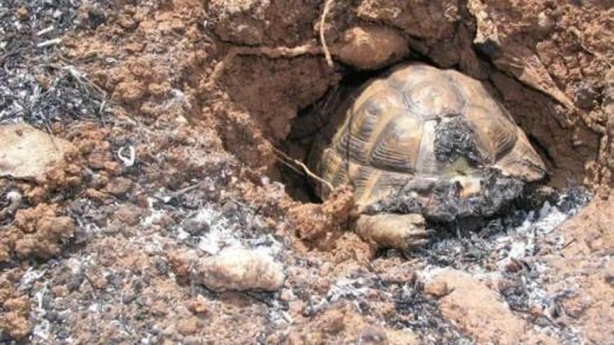 Eine der Schildkröten, die das Feuer in Petra nicht überlebt haben.