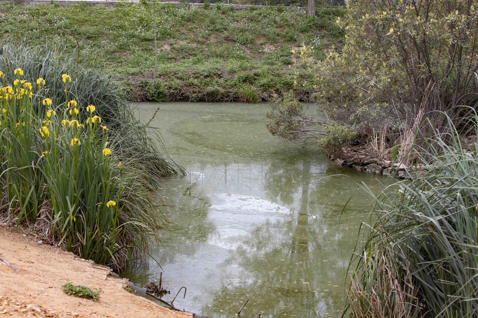 La insalubridad impera en la "charca artificial" de Canals