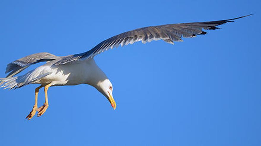 Una patiamarilla fotografiada en los muelles pesqueros.