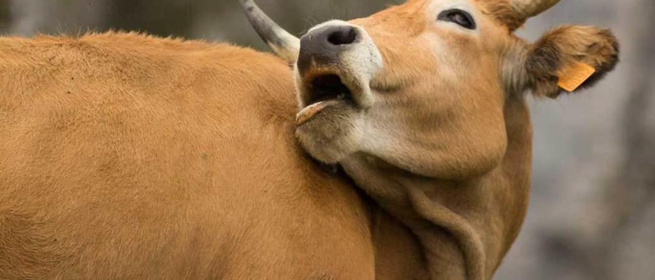 Una vaca de raza asturiana de los valles.