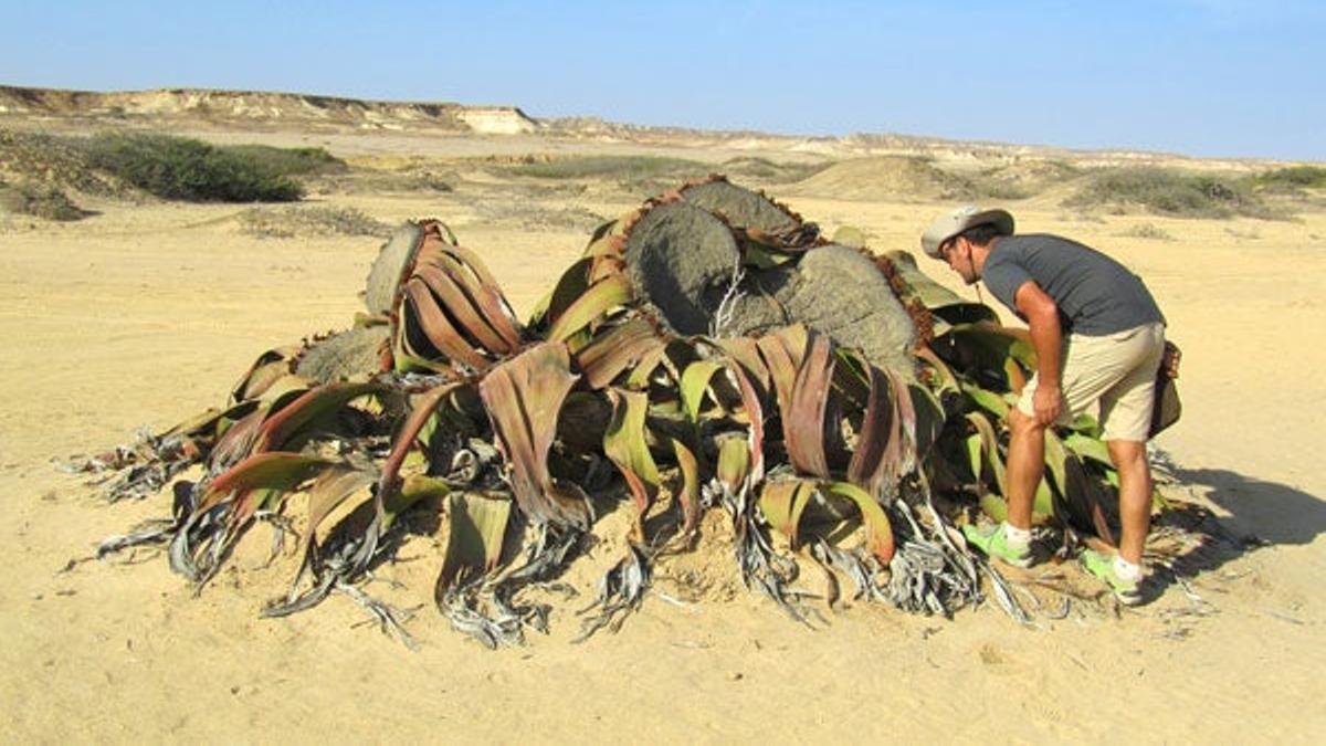 Welwitschia mirabilis, especie endémica del desierto angolano.